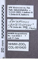 Etikette zu Agrypnus squalescens (NHMW-ZOO-COL-0010420)